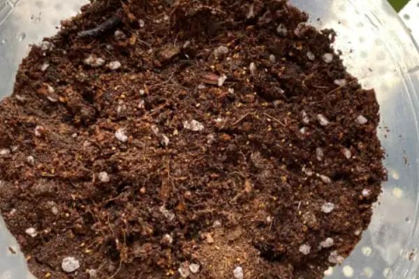 石莲花和玉蝶的区别，玉蝶是石莲花的一个品种