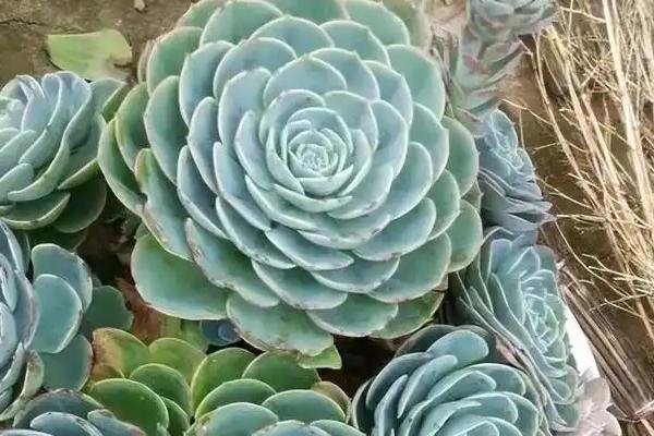 石莲花和玉蝶的区别，玉蝶是石莲花的一个品种