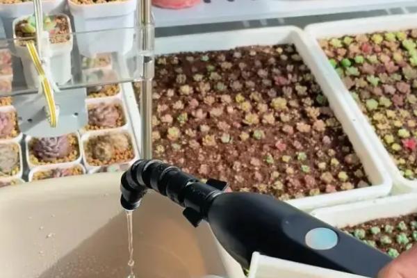 石莲花和玉蝶的区别，玉蝶是石莲花的一个品种