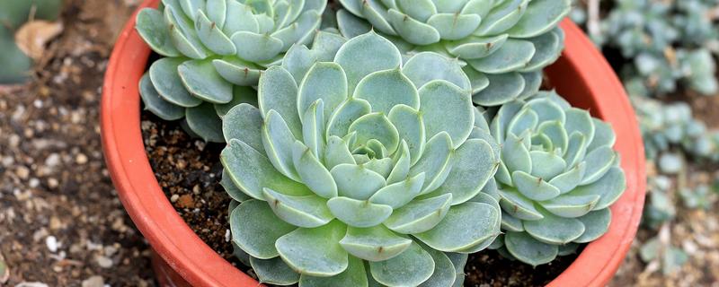 石莲花和玉蝶的区别，玉蝶是石莲花的一个品种