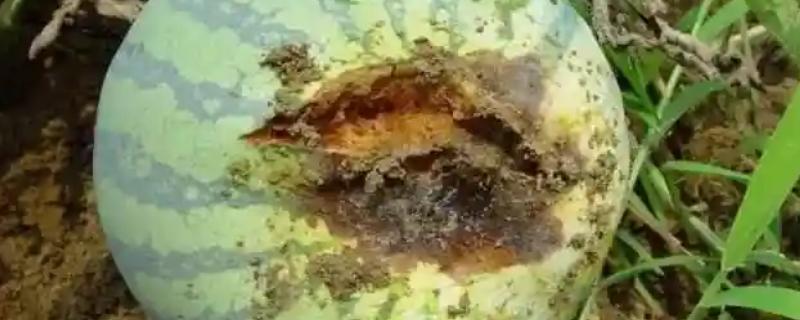 西瓜果实腐斑病的症状,果实表面会出现数个水渍状小点