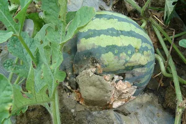 西瓜果实腐斑病的症状,果实表面会出现数个水渍状小点