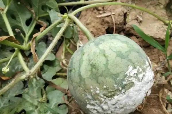 西瓜果实腐斑病的症状,果实表面会出现数个水渍状小点