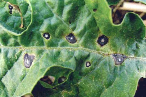 西瓜果实腐斑病的症状,果实表面会出现数个水渍状小点