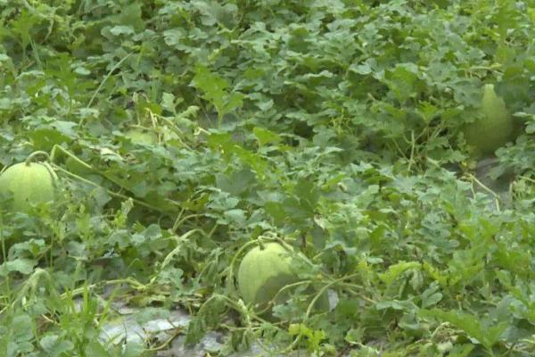 西瓜果实腐斑病的症状,果实表面会出现数个水渍状小点