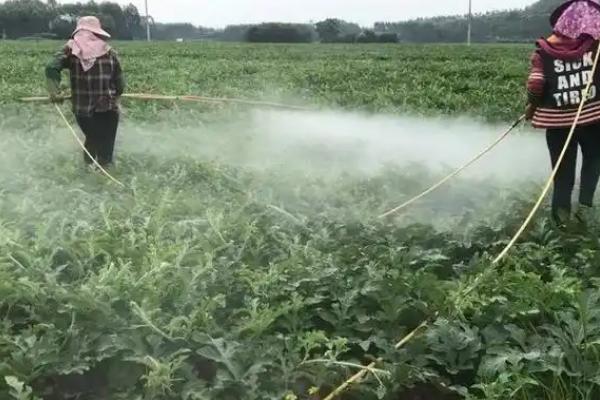 西瓜果实腐斑病的症状,果实表面会出现数个水渍状小点