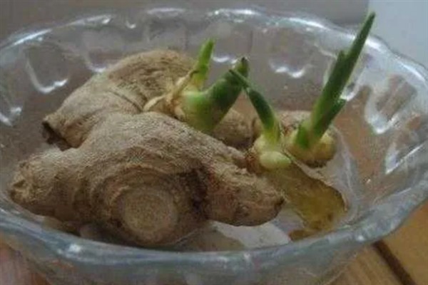 生姜的种植方法，可以采取条播或者穴播