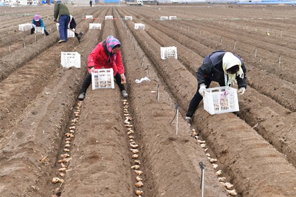 生姜的种植方法，可以采取条播或者穴播