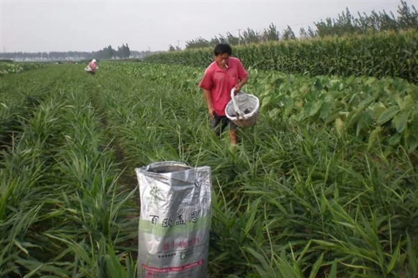 生姜的种植方法，可以采取条播或者穴播