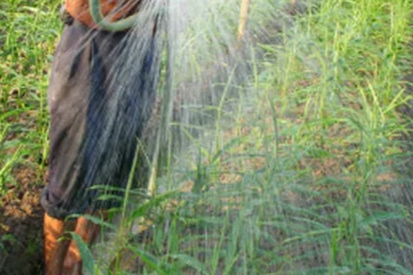 生姜的种植方法，可以采取条播或者穴播