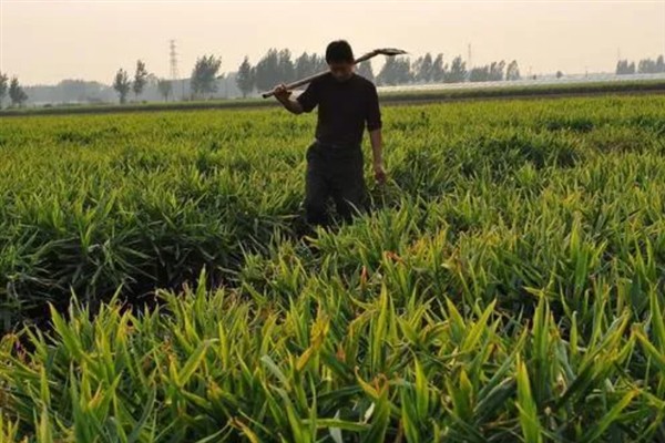 生姜的种植方法，可以采取条播或者穴播