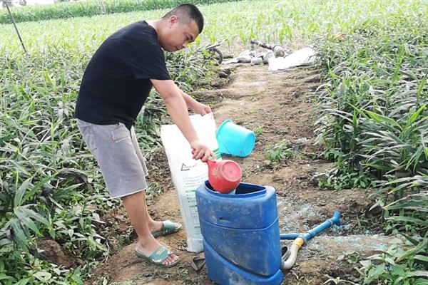 生姜的种植方法，可以采取条播或者穴播