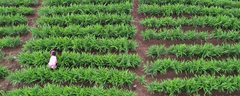 生姜的种植方法，可以采取条播或者穴播