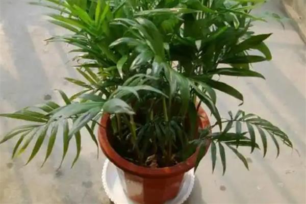 如何对夏威夷椰子浇水,春季每隔3-4天浇一次