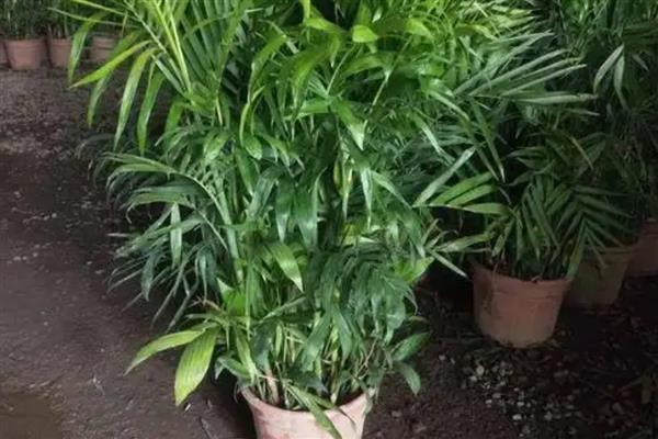 如何对夏威夷椰子浇水,春季每隔3-4天浇一次