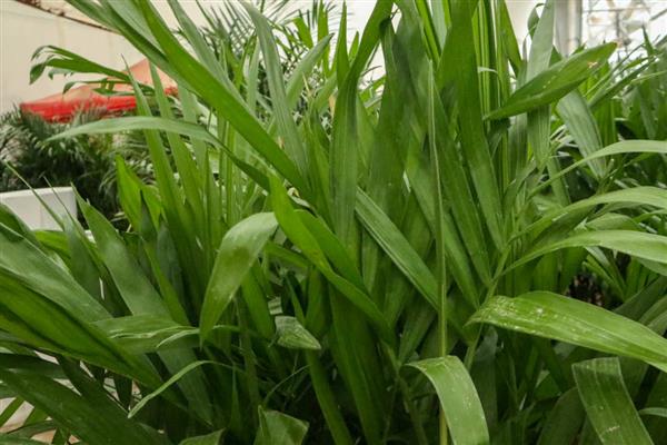 如何对夏威夷椰子浇水,春季每隔3-4天浇一次