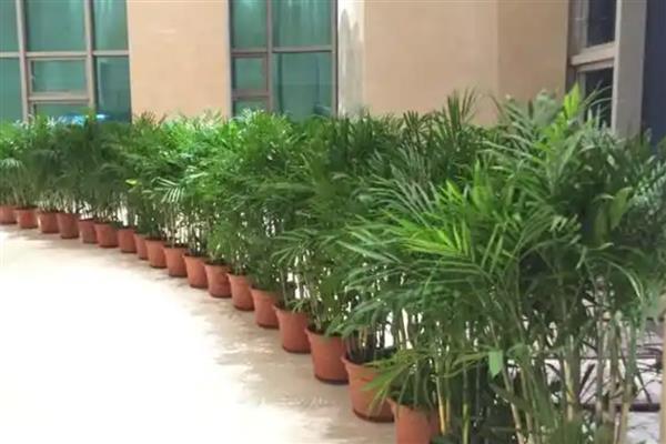 如何对夏威夷椰子浇水,春季每隔3-4天浇一次