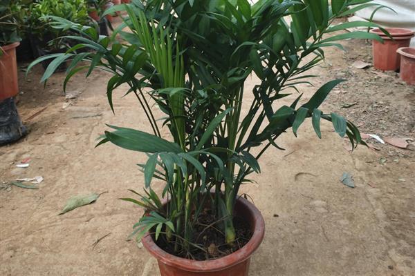 如何对夏威夷椰子浇水,春季每隔3-4天浇一次