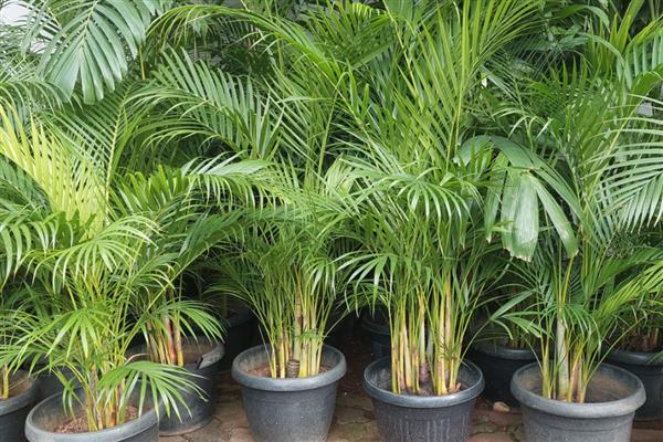 如何对夏威夷椰子浇水,春季每隔3-4天浇一次