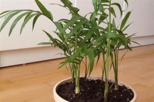 如何对夏威夷椰子浇水,春季每隔3-4天浇一次