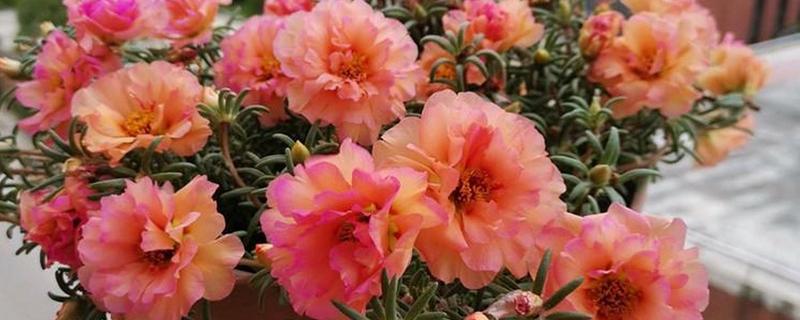 太阳花是不是一年就死掉了，一年就会死掉