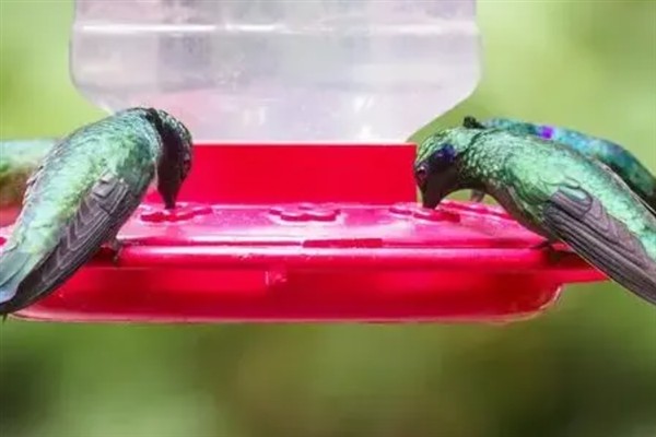 鹦鹉闭眼睛打蔫应该喂哪种药，感冒可饲喂土霉素