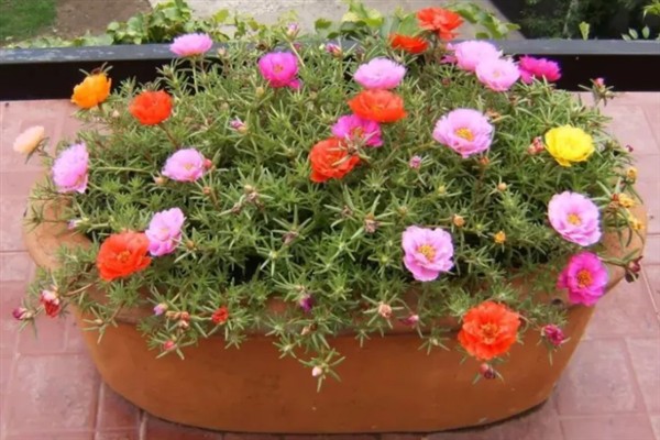 太阳花是不是一年就死掉了，一年就会死掉