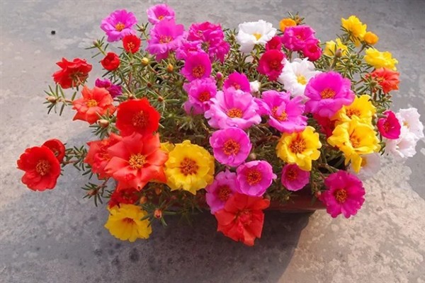 太阳花是不是一年就死掉了，一年就会死掉