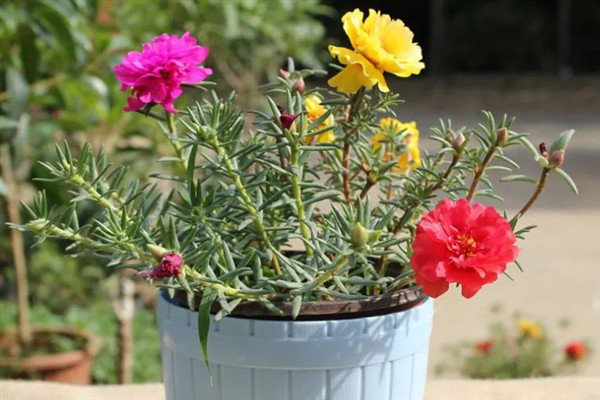 太阳花是不是一年就死掉了，一年就会死掉