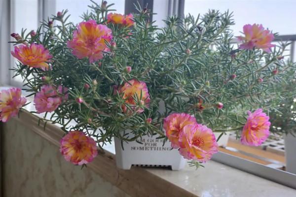 太阳花是不是一年就死掉了，一年就会死掉