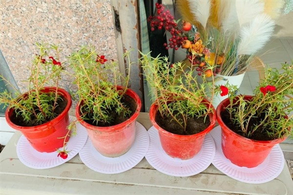 太阳花是不是一年就死掉了，一年就会死掉