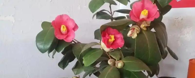 耐冬花掉叶的原因,可能是出于自我保护或环境过湿所致