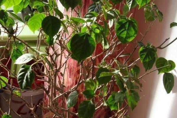 耐冬花掉叶的原因，可能是出于自我保护或环境过湿所致