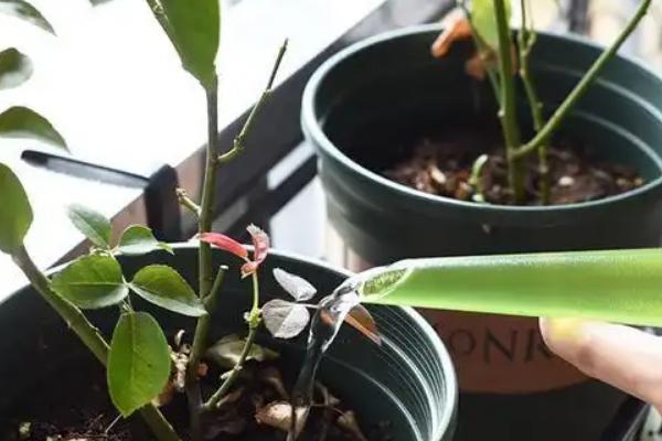 耐冬花掉叶的原因，可能是出于自我保护或环境过湿所致