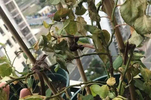 耐冬花掉叶的原因，可能是出于自我保护或环境过湿所致