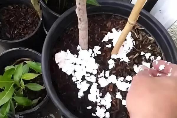 耐冬花掉叶的原因，可能是出于自我保护或环境过湿所致