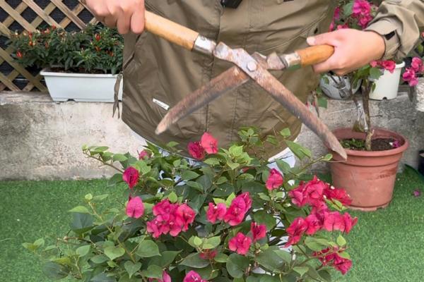 耐冬花掉叶的原因，可能是出于自我保护或环境过湿所致