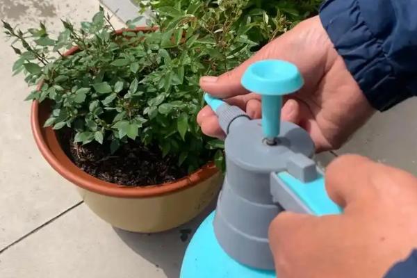 耐冬花掉叶的原因，可能是出于自我保护或环境过湿所致