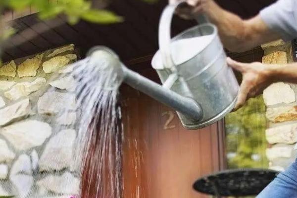 耐冬花掉叶的原因，可能是出于自我保护或环境过湿所致