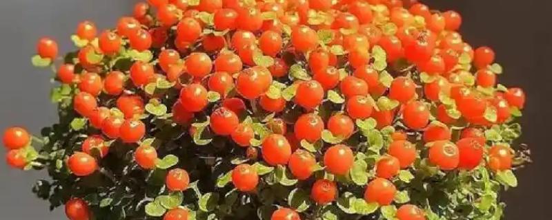 红果薄柱草有没有毒，属于无毒植物