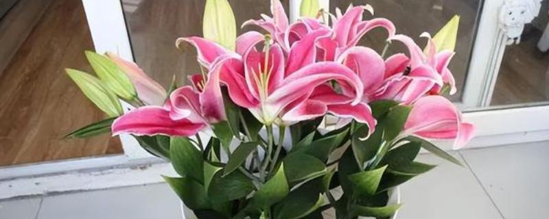 百合有什么花语,代表高雅纯洁、神秘孤独等含义