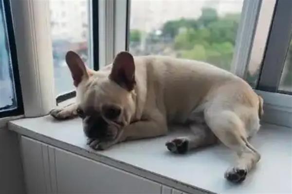 狗狗干呕的原因，可能是物理刺激或咽炎所致