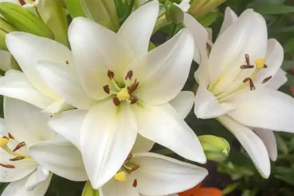 百合有什么花语,代表高雅纯洁、神秘孤独等含义