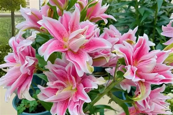 百合有什么花语,代表高雅纯洁、神秘孤独等含义