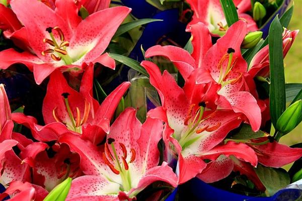 百合有什么花语,代表高雅纯洁、神秘孤独等含义