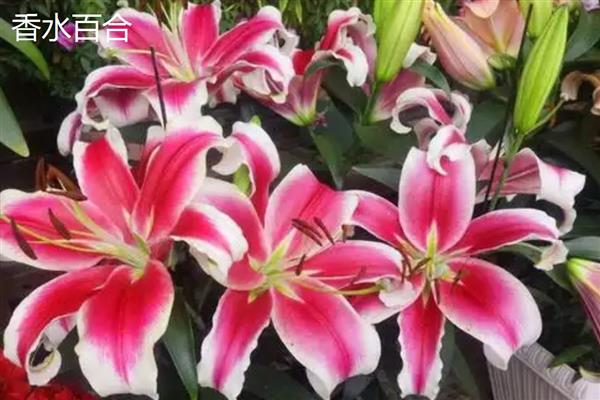 百合有什么花语,代表高雅纯洁、神秘孤独等含义