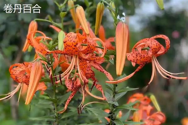 百合有什么花语,代表高雅纯洁、神秘孤独等含义