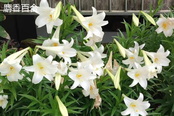 百合有什么花语,代表高雅纯洁、神秘孤独等含义