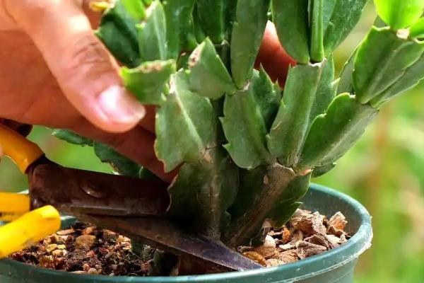 春季养殖蟹爪兰的方法,每隔一个星期追肥一次