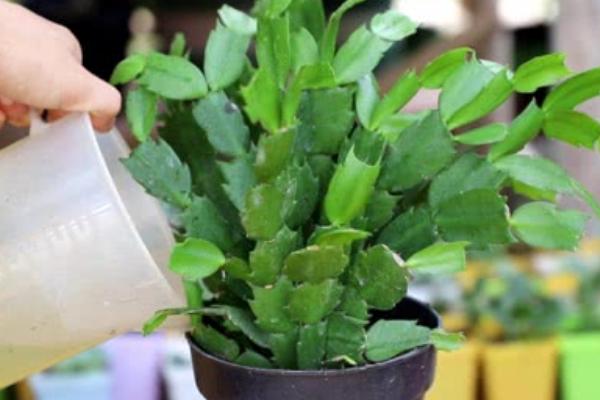 春季养殖蟹爪兰的方法,每隔一个星期追肥一次